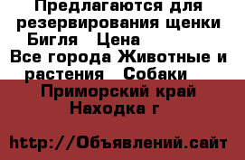 Предлагаются для резервирования щенки Бигля › Цена ­ 40 000 - Все города Животные и растения » Собаки   . Приморский край,Находка г.